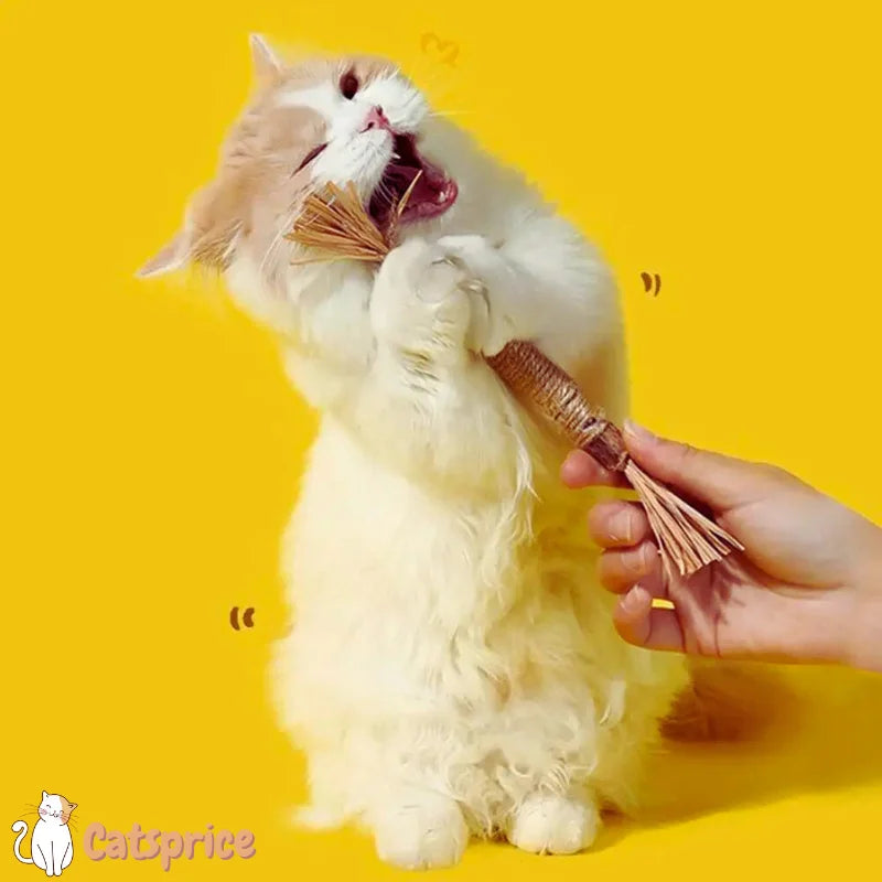 Destaques Para o Seu Gato!