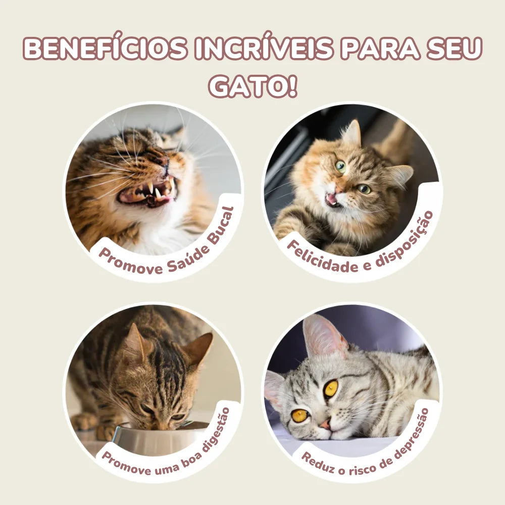 Catnip de Parede com Adesivo para Gatos – Estímulo e Prazer Instantâneo