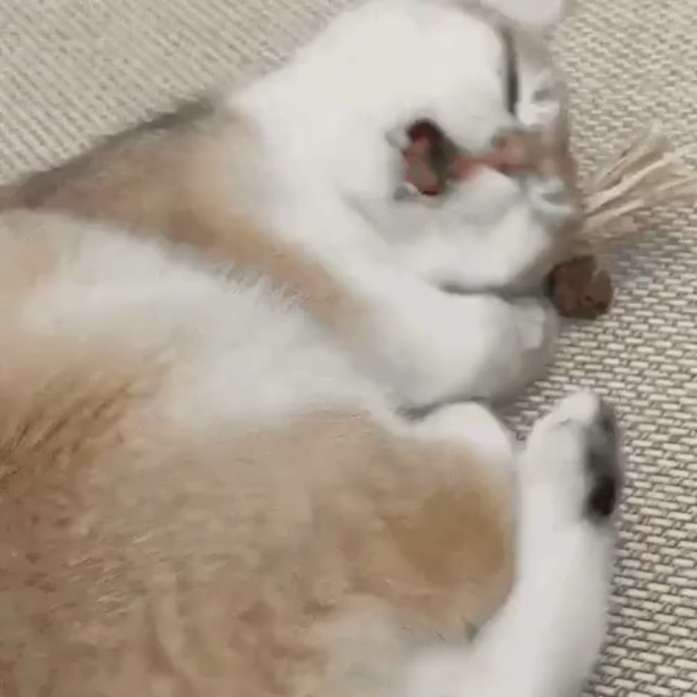 Carregar vídeo: 